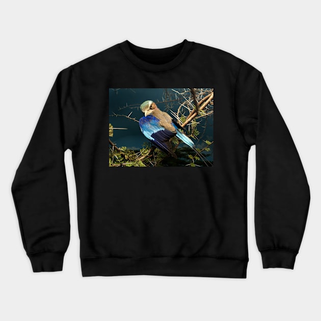 Natural environment diorama - bird with blue wings Crewneck Sweatshirt by Reinvention